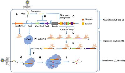 Frontiers | Recent Advances Of CRISPR/Cas9-Based Genetic Engineering ...